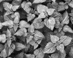 0167 - Stinging Nettles