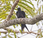 Fork Tailed Drongo