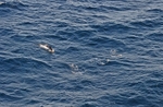 Common Dolphin