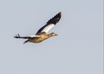 Egyptian Goose 3