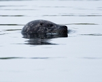 Common Seal portfolio