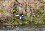 Harlequin Duck