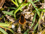 Dark-edged Bee-fly