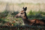 Red Deer