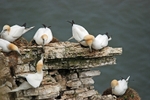 Gannets