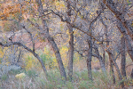 OAK GROVE - ZION NP