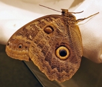 Hugh Elliott - South American Moth - Leica D-Lux 7