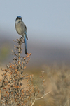 Western Scrub-Jay portfolio