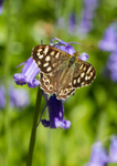 Speckled Wood - Pararge aegeria RPNP0673