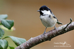 Nature-11