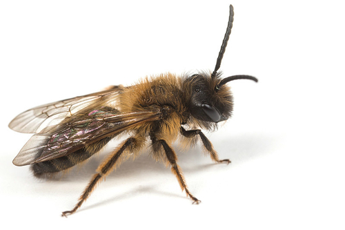 [i]Andrena bicolor[/i] male. Staffordshire garden, March 2015.