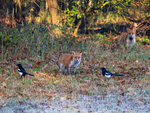 Red Foxes
