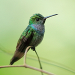 Blue-chested Hummingbird portfolio