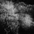 Trees 2