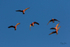 Galahs in Flight 2