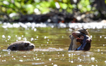 Giant Otters