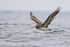 Peruvian Pelican flying wings up, Chanaral Island, Chile