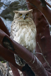 Brown Fish Owl