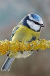 Blue tit P1020666