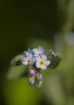 Wood Forget-me-not - Myosotis sylvatica RPNP0024