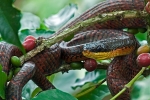 A Bird-eating Snake.