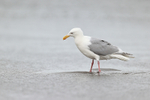Glaucous-winged Gull portfolio