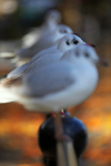 Black headed gulls on a railing in Bristol_00222