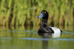Scaup (male), Lake Myvatn, Iceland