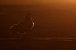 Brown Skua, rim lit shot, Sea Lion Island, Falklands