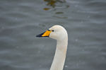 Whooper Swan