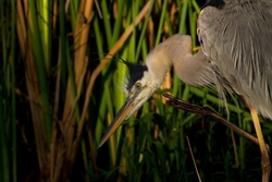 Great Blue Heron _0058