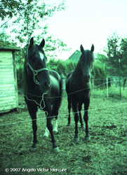 Infrared portfolio