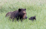 Mocha and Cub