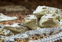 Crocodile Heads