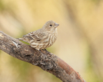 House Finch (female), Bosque del Apache, New Mexico