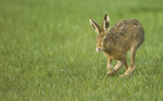 Brown Hares ref bh 4
