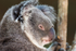 Koala Bear 6