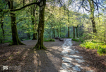 Knaplock Wood