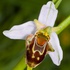 Hybrid Bee orchid x late spider orchid (Ophrys apifera X O.fuciflora = O.x albertiana)