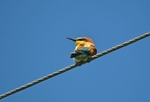 European Bee-eater