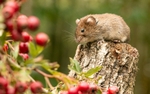 01 Janet Hill_Bank Vole after red berries