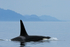 Orca (male), Johnstone Strait, Canada
