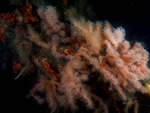 Alcyonium glomeratum