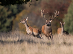 Red Deer - Cervus elaphus