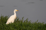 Cattle Egret