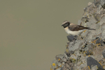 Black-eared Wheatear (f)