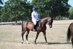 Class 42 Most Handsome Gelding portfolio
