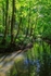 Spring  Reflections