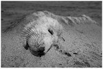 Marram Grass Whiskers