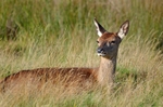 Red Deer